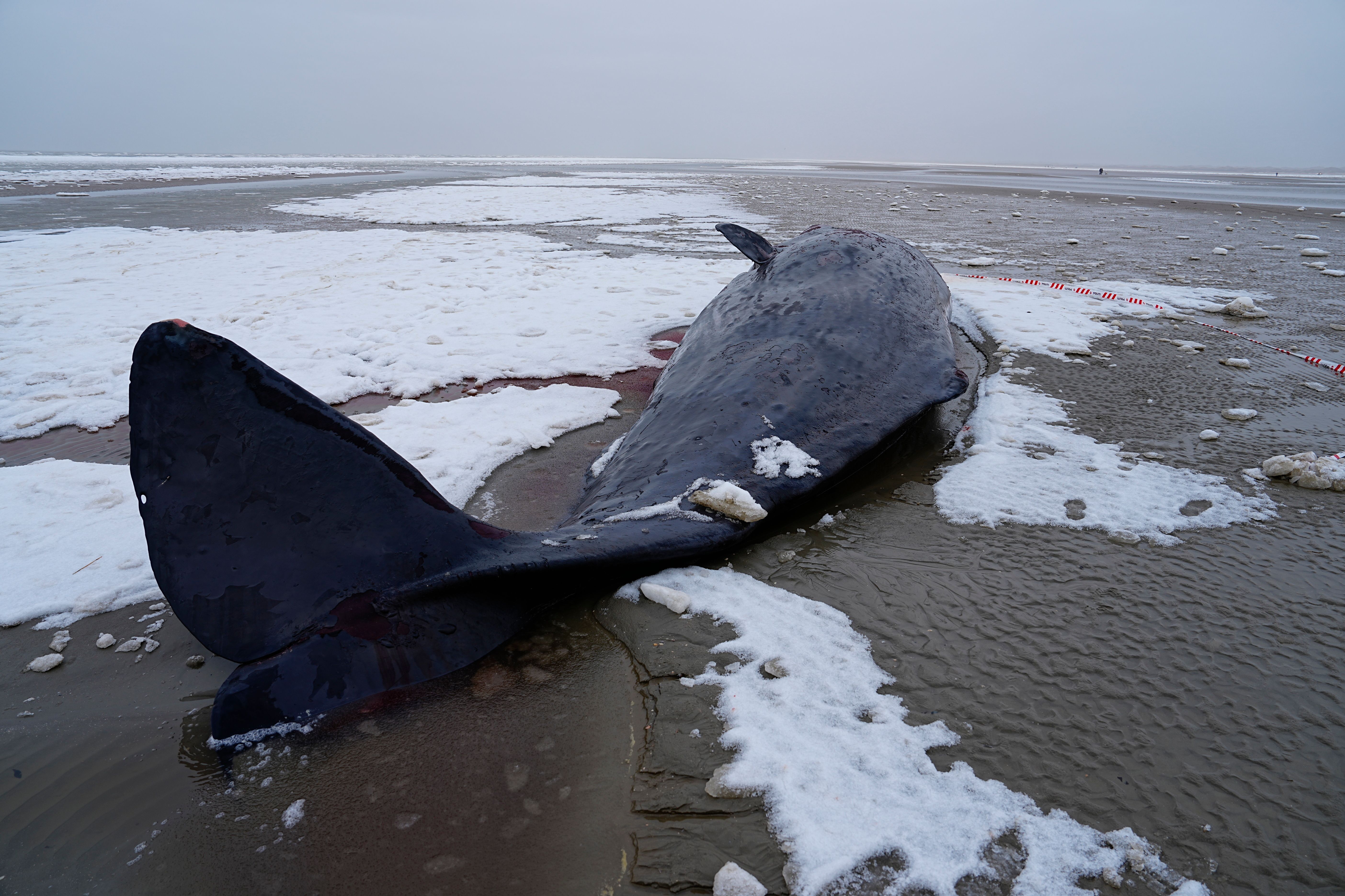 Lista-hvalen er ikke alene. Minst åtte sperm­hval har strandet i naboland de siste måne­dene.