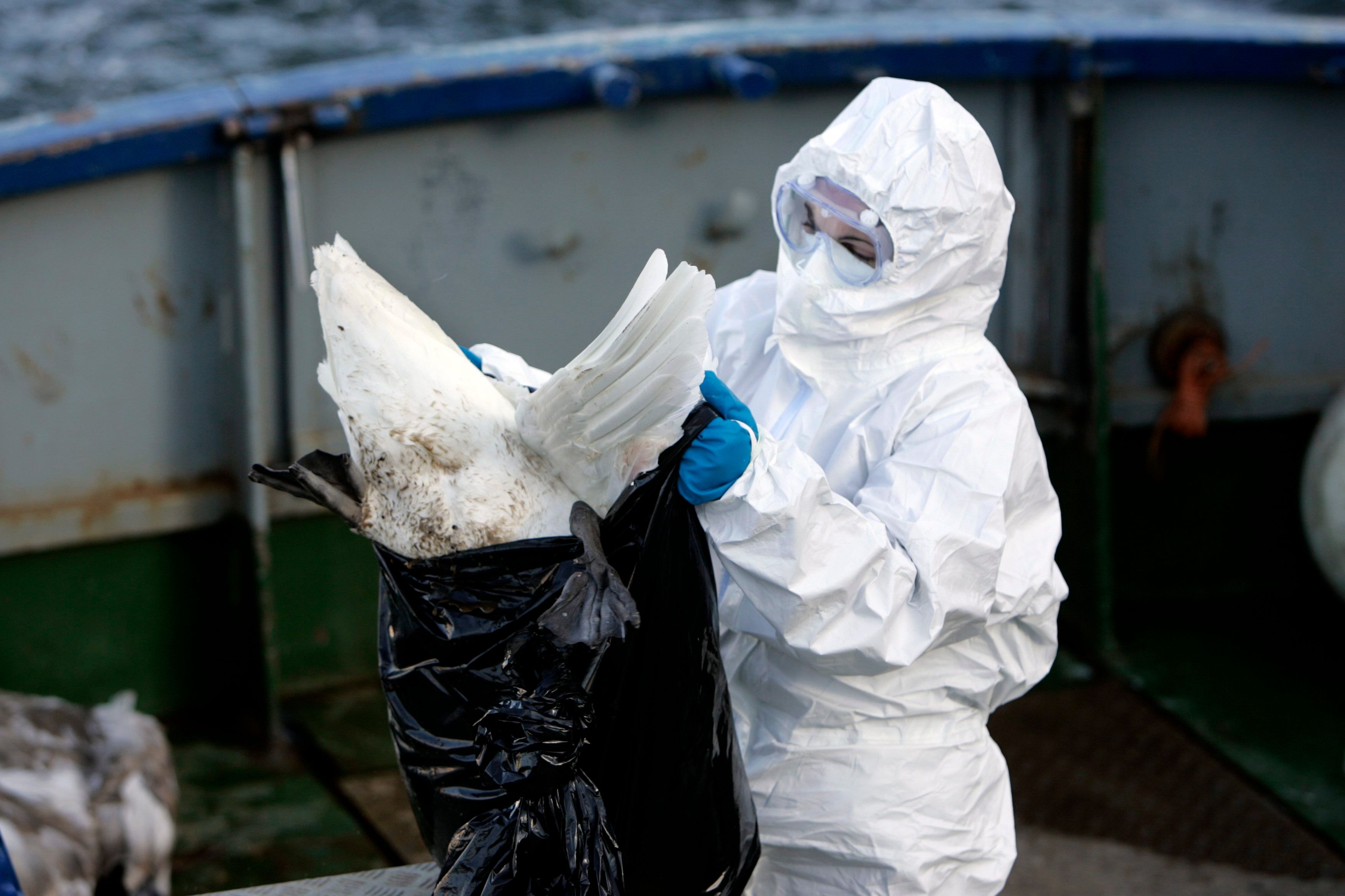 Seks meldinger om døde fugler i Lister: – Vi oppfordrer folk til å la være å ta på syke eller døde fugler