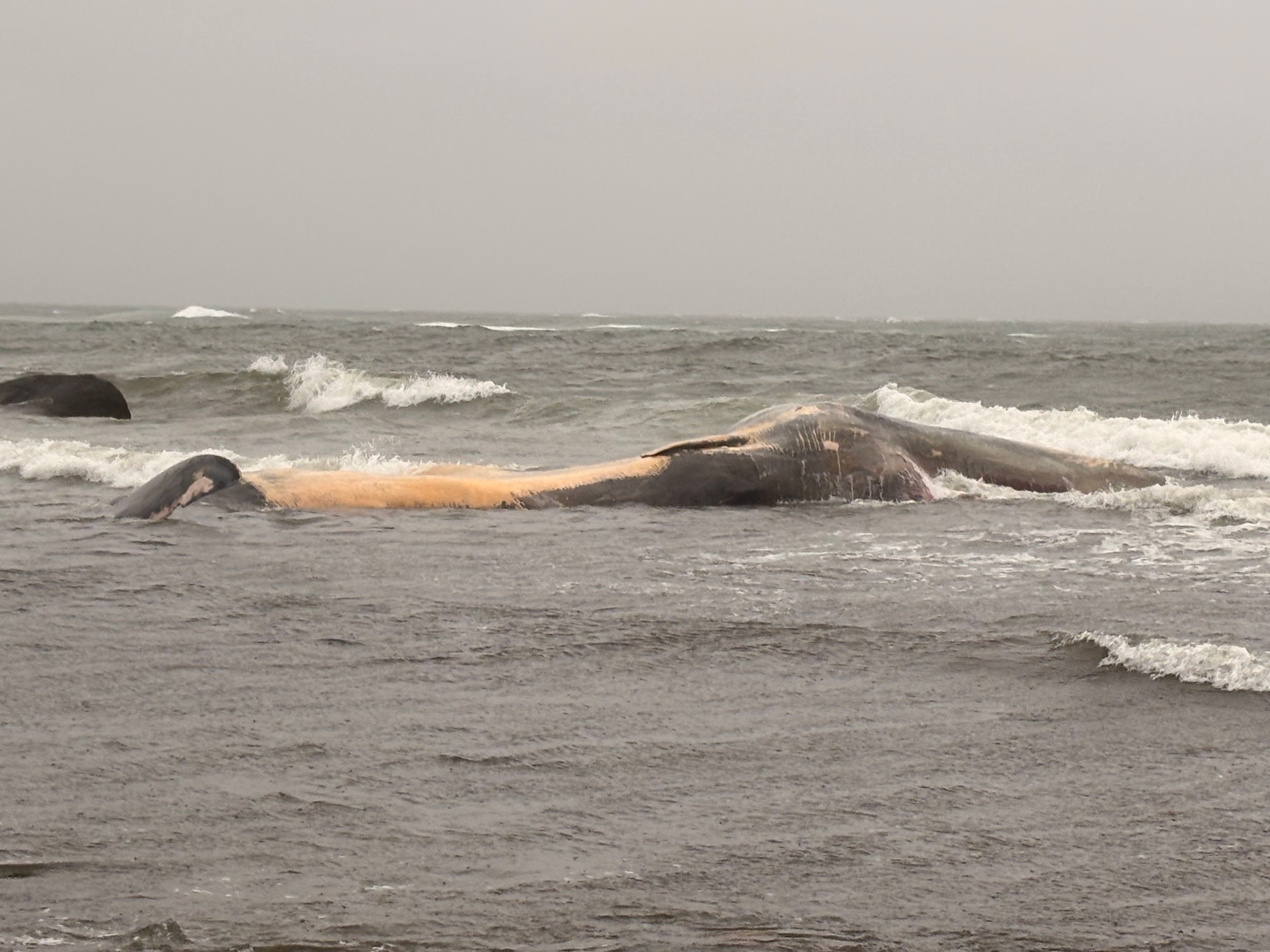 Stor hval er strandet på Lista: – Veldig spesielt syn