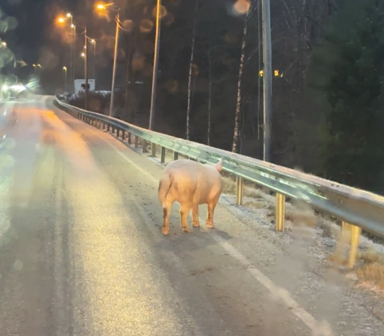 Denne grisen nektet å bli ribbe: – Til og med han i politiet begynte å le