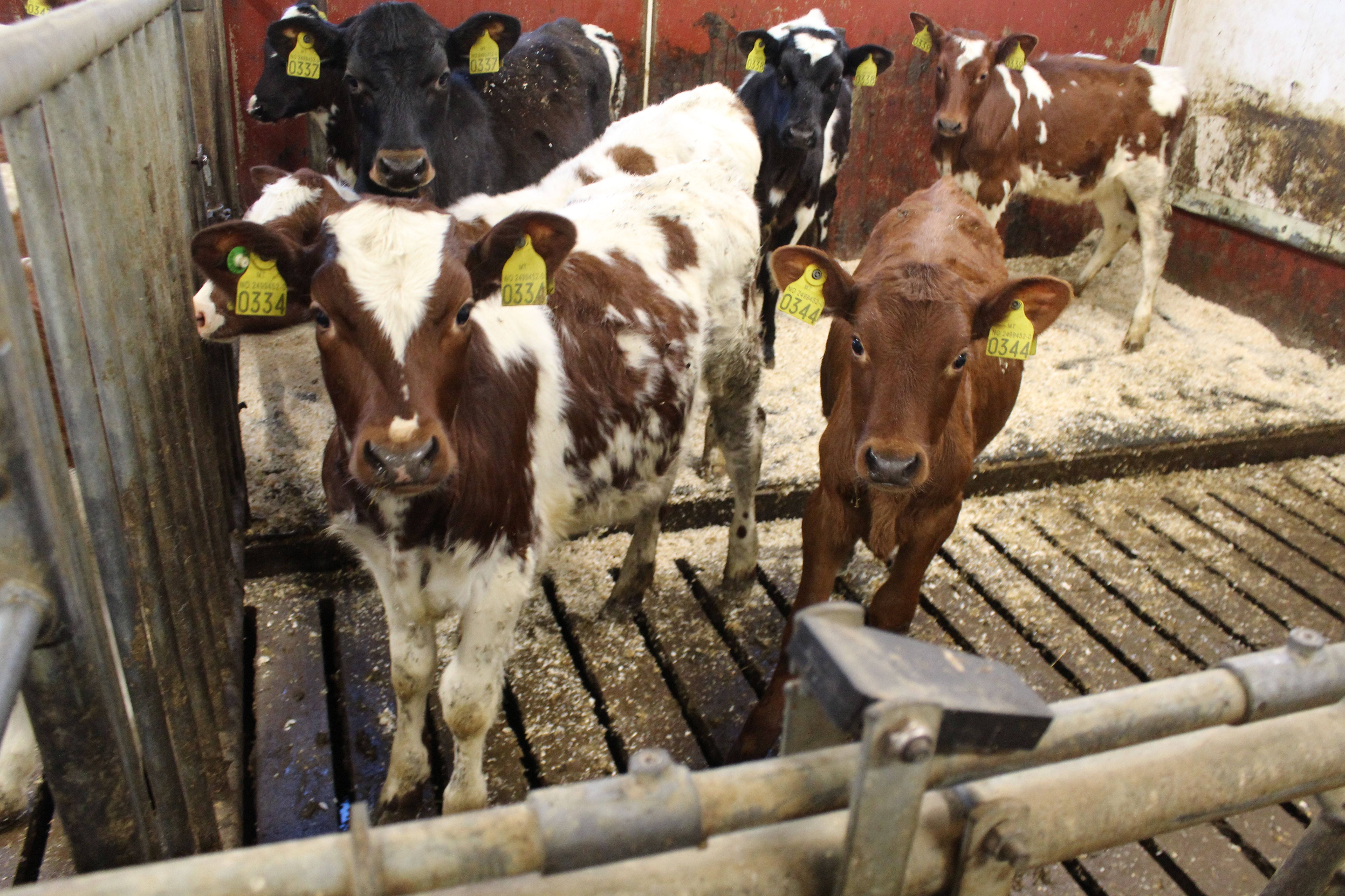 Veterinærvakten endres fra årsskiftet