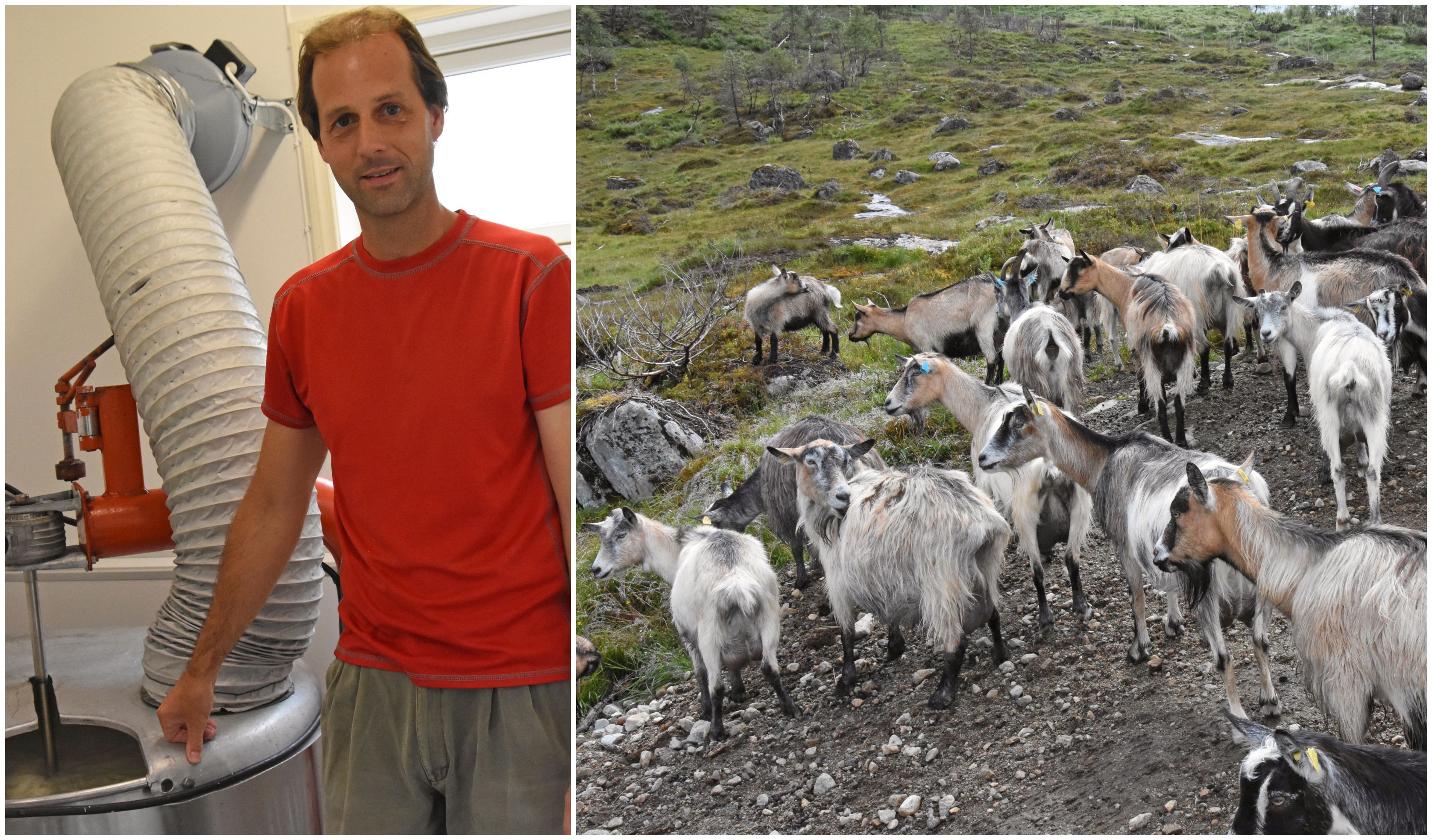 Geitene til Øystein lagar liv i Dyrkolbotn - bygdanytt.no