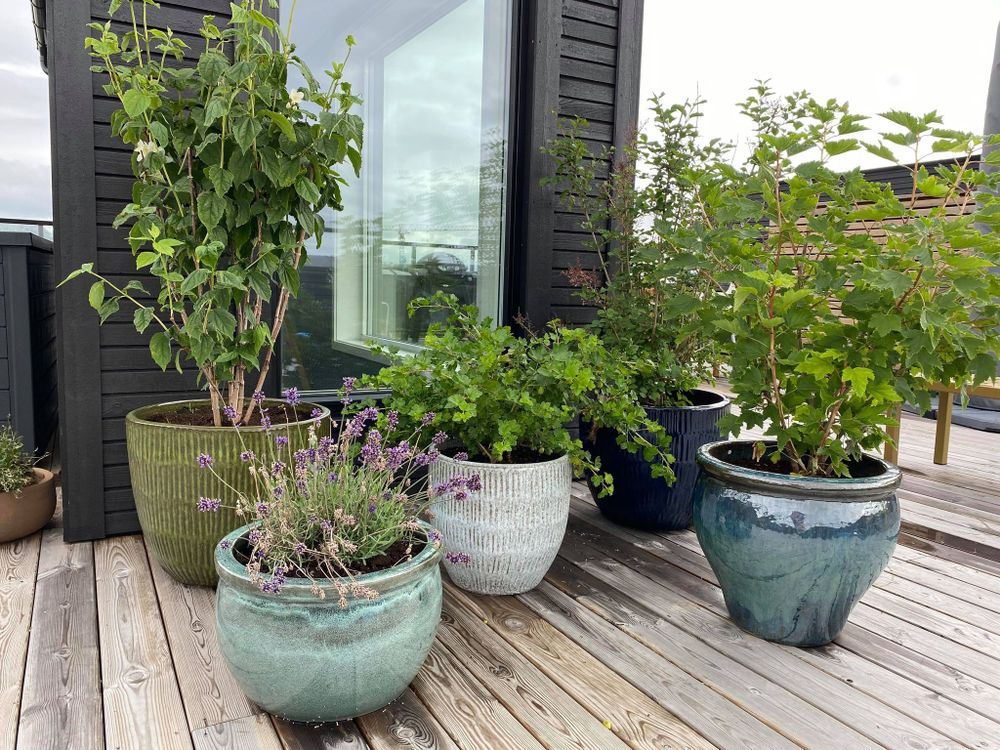 Trær i Hagen: Velg Riktig og Skap et Grønt Paradis