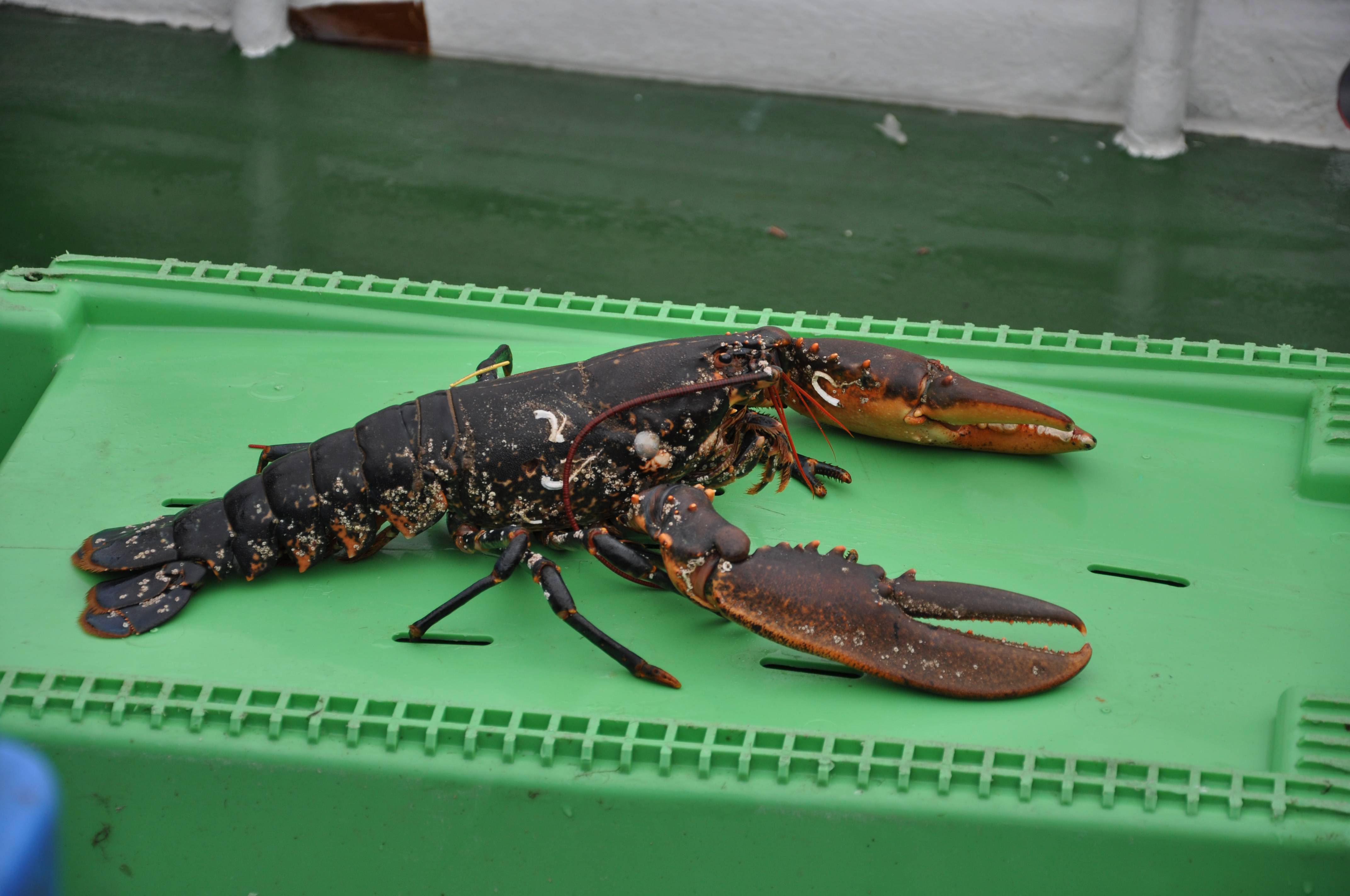 Havbeite-saken fortsetter: Foreslår å endre plan og iverksette forbud