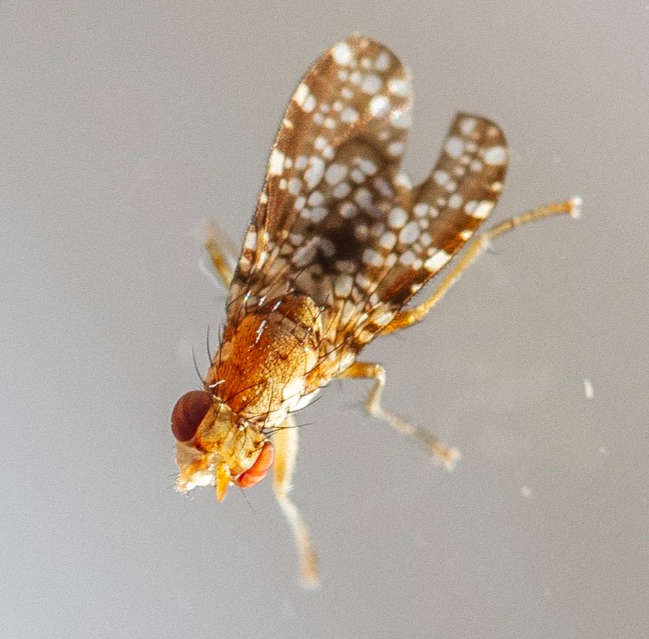Naturkvissen: Disse fluene kan ta knekken på skadedyr - hitra-froya.no