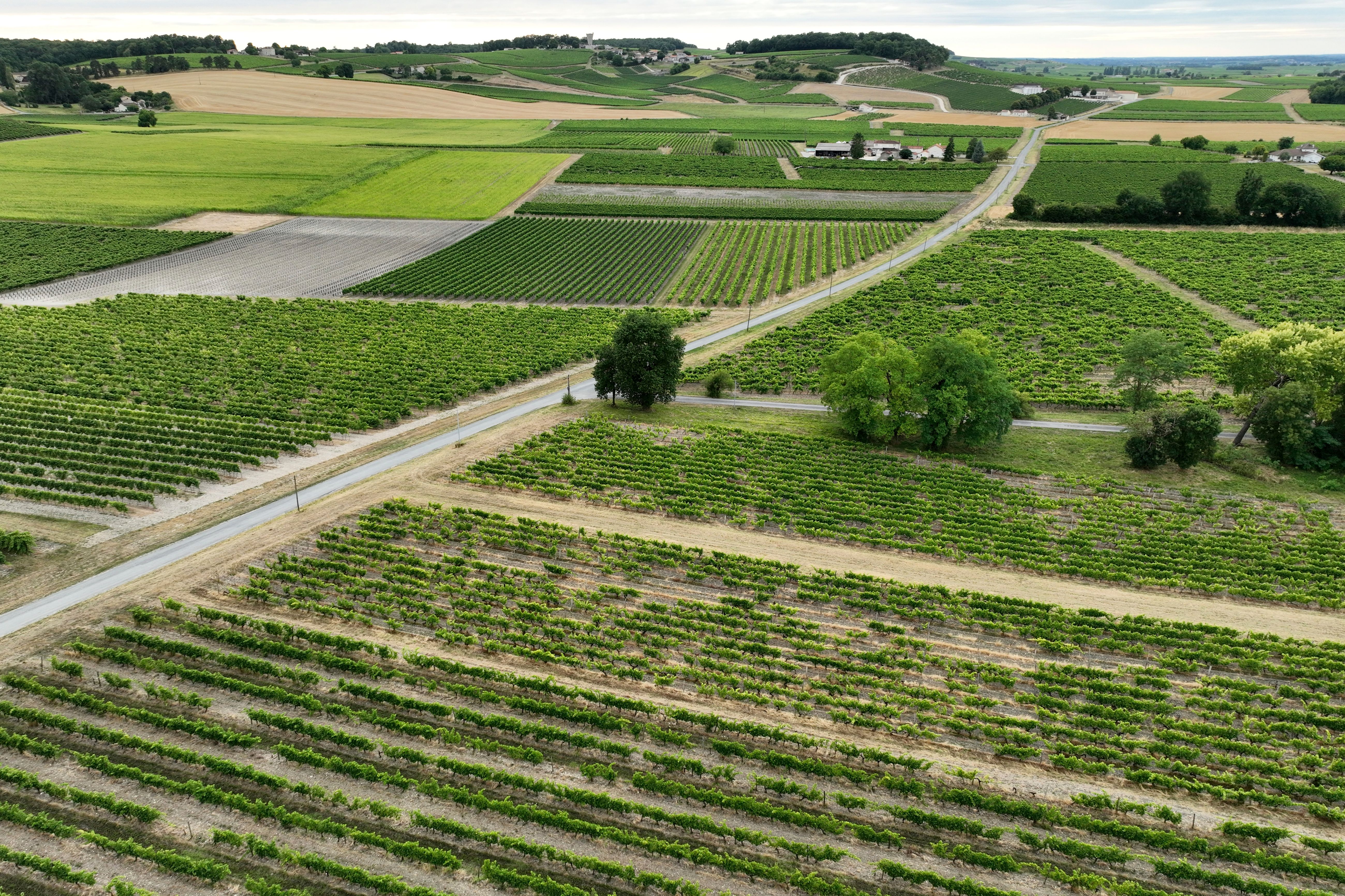 Cognacprodusenter river opp vinranker etter kraftig salgsfall
