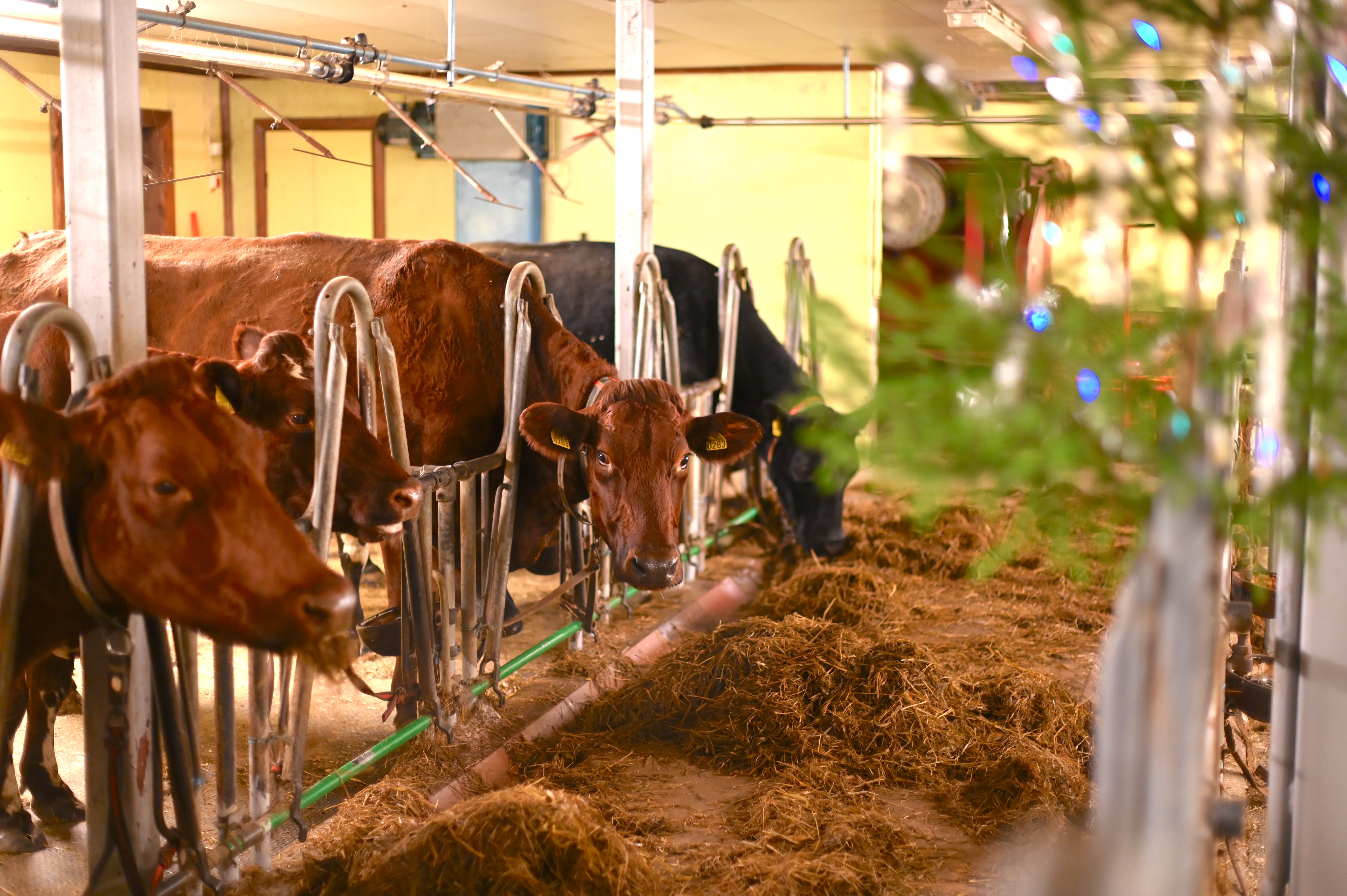 1,1 millioner kroner til lokale prosjekter