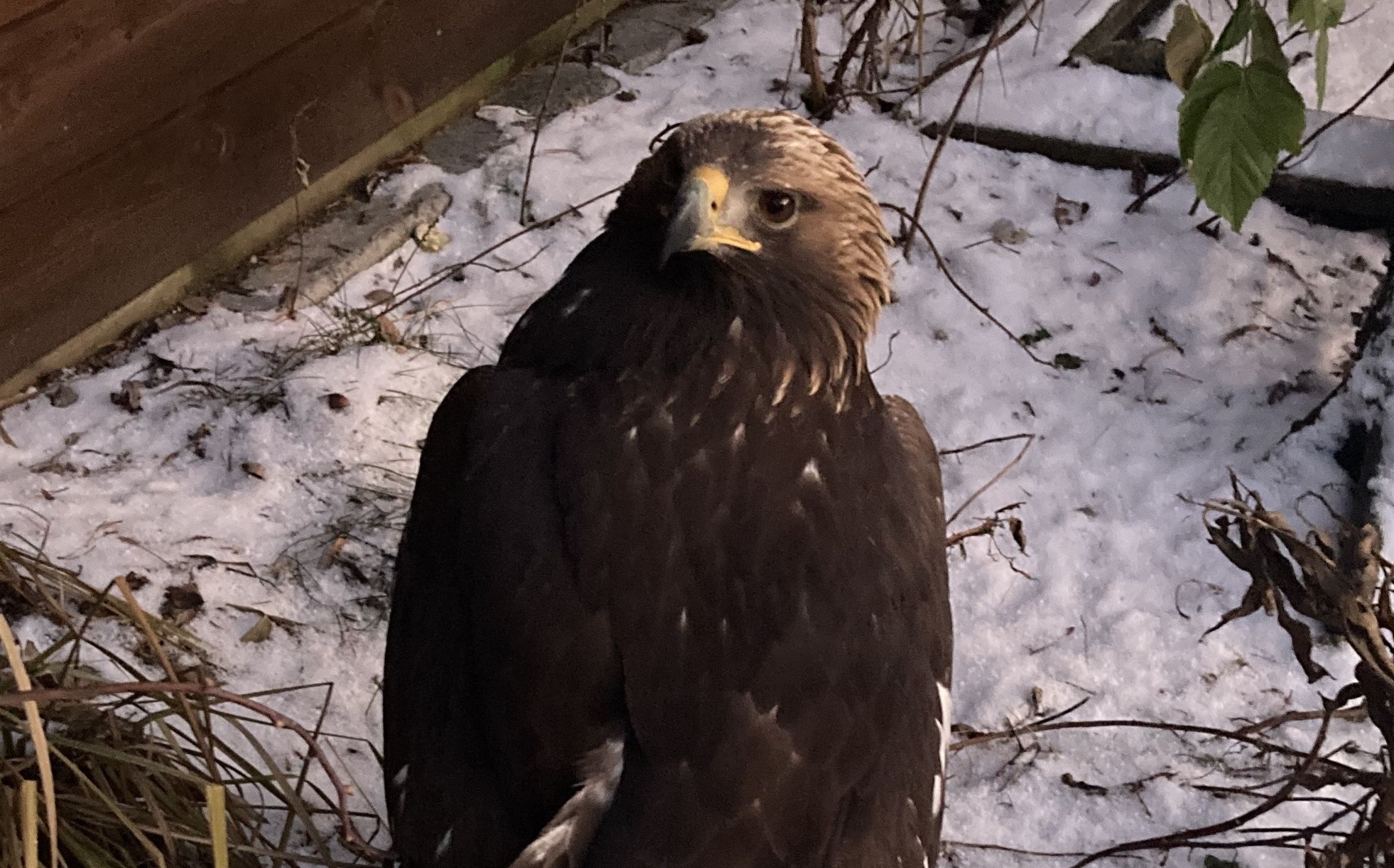 Kan få nytt hjem i Dyreparken