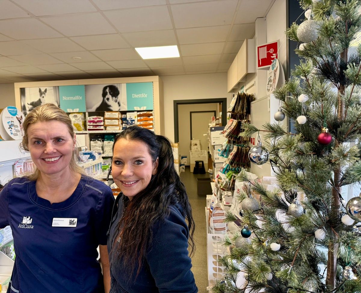 - Ikke uvanlig at hunder forsyner seg av julepynten