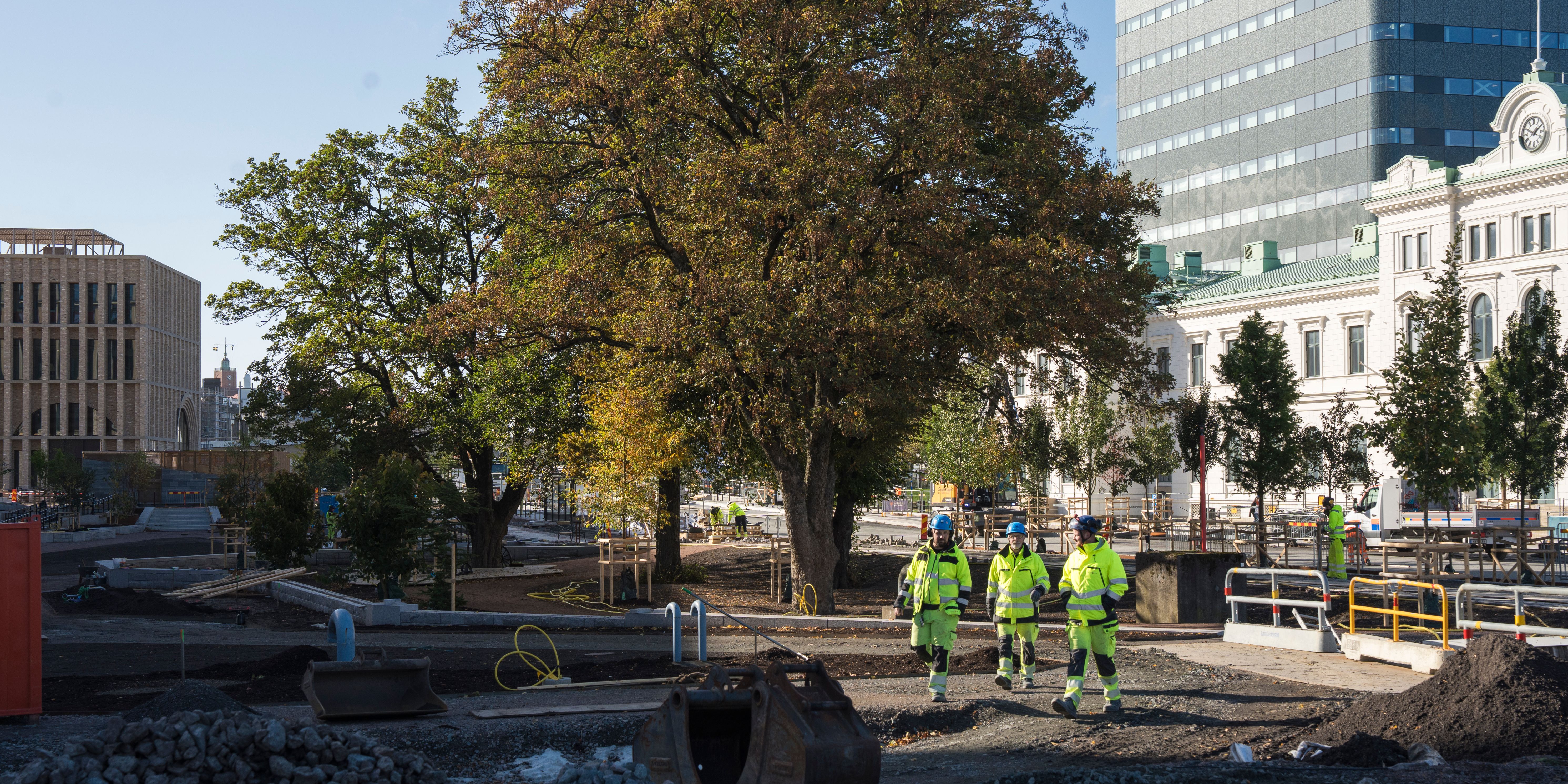 70 träd planteras mitt i centrala Göteborg: ”Har varit på spa”
