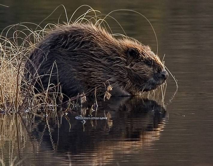«Å skyte en høygravid bever kan vi ikke begrunne som rekrea­sjon»