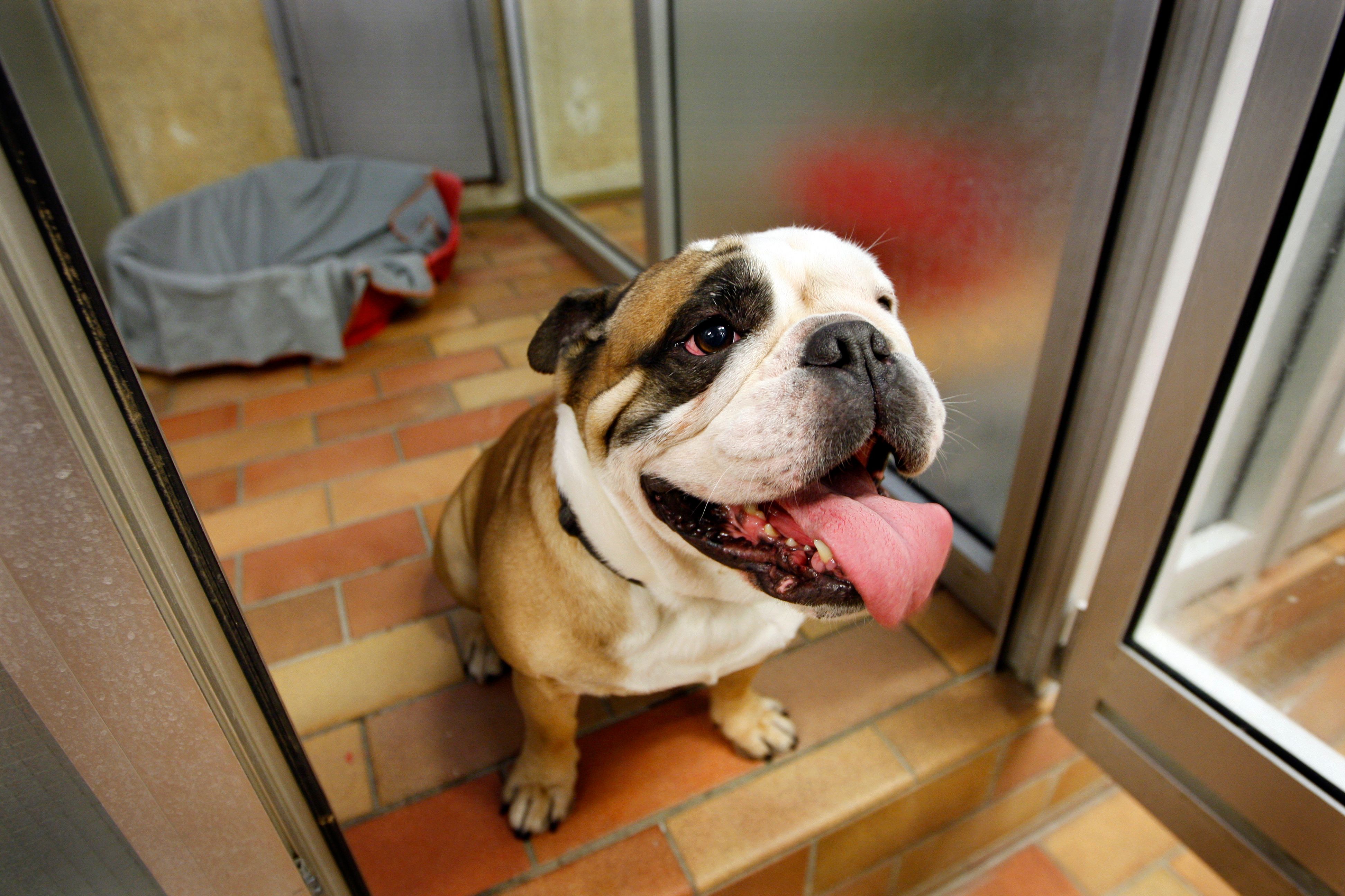 ny-runde-i-retten-om-hundeoppdrett-p-syke-dyr-adressa-no