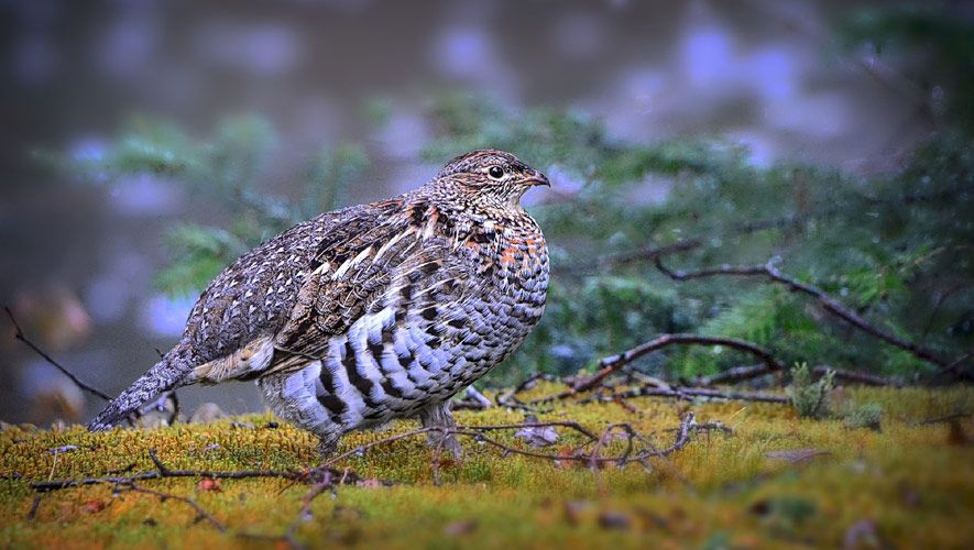 Rekordmange ryper i fjellet - og nå starter jakta - s-n.no