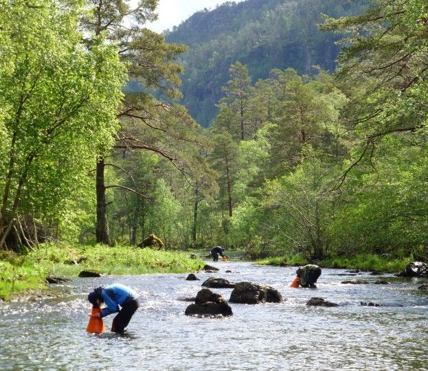 Viktige funn i Hallingdalselva: - Dette er ei svært positiv nyheit ...