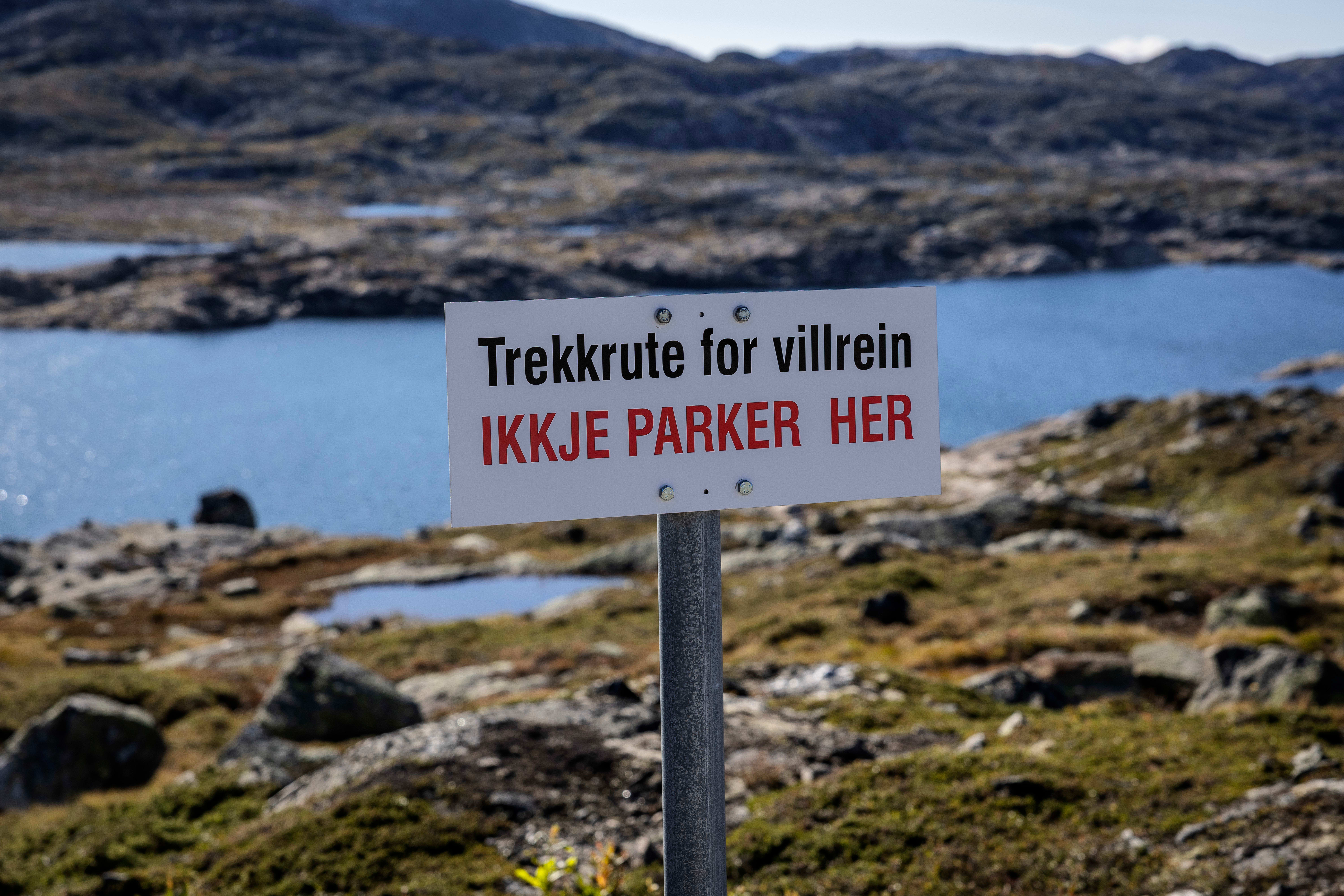 Det er ikkje noko grunn til å rope «Ulv Ulv» for villreinen