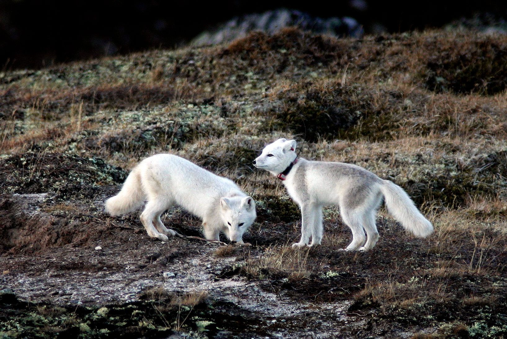 Uvanlige obser­vasjoner: – Spennende