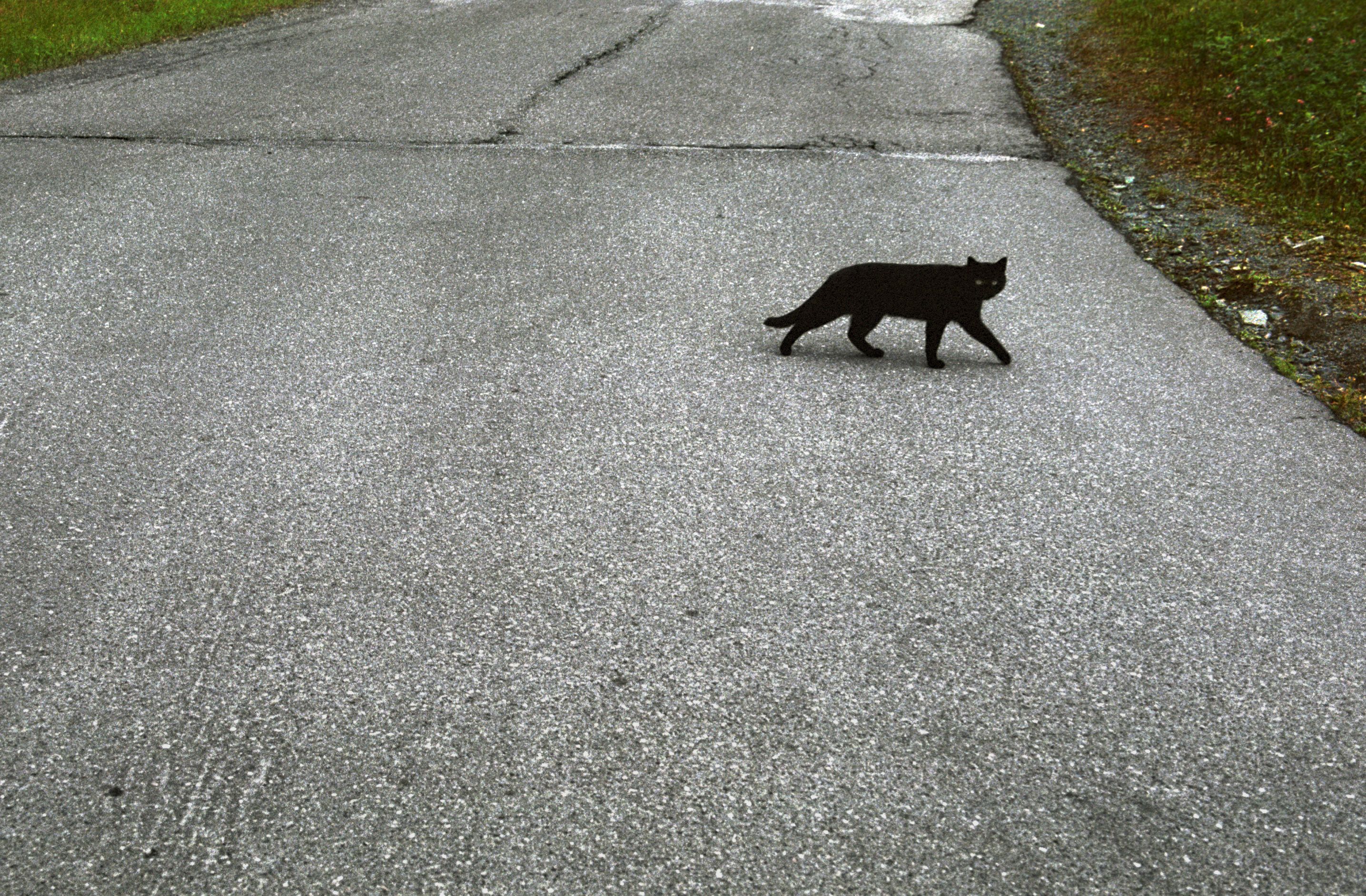 Nervøs på fredag den 13.? Den er ikke så farlig som sitt rykte