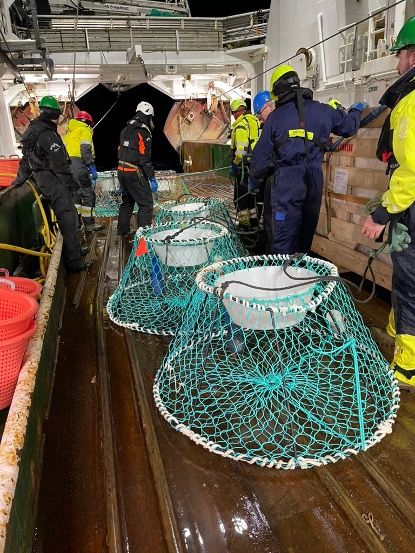 Tester nedbrytbare teiner i snøkrabbefisket - kystogfjord.no