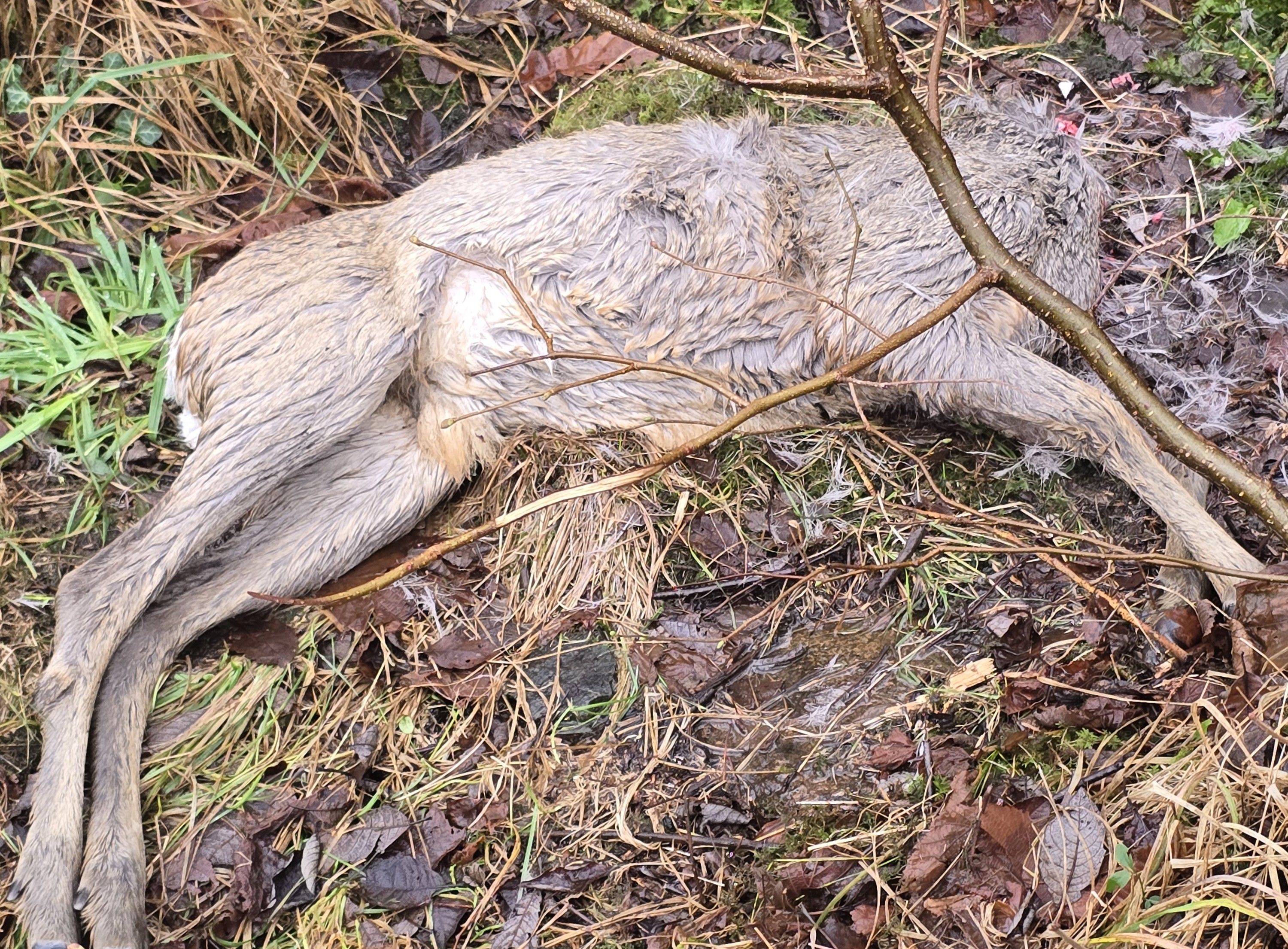 Fant hodeløst rådyr rett ved lekeplass: – Ble litt småskjelven