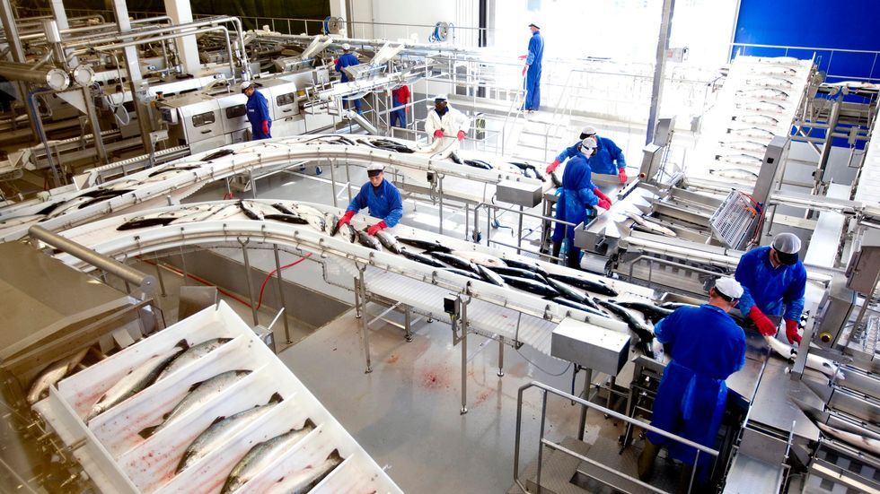 SINTEF rapport Store Ringvirkninger Fra Oppdrettsn ringen Itromso no