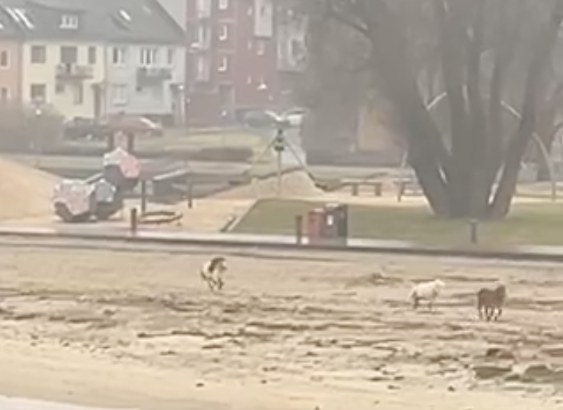 Sirkushester på rømmen: – Lurte på om jeg så syner