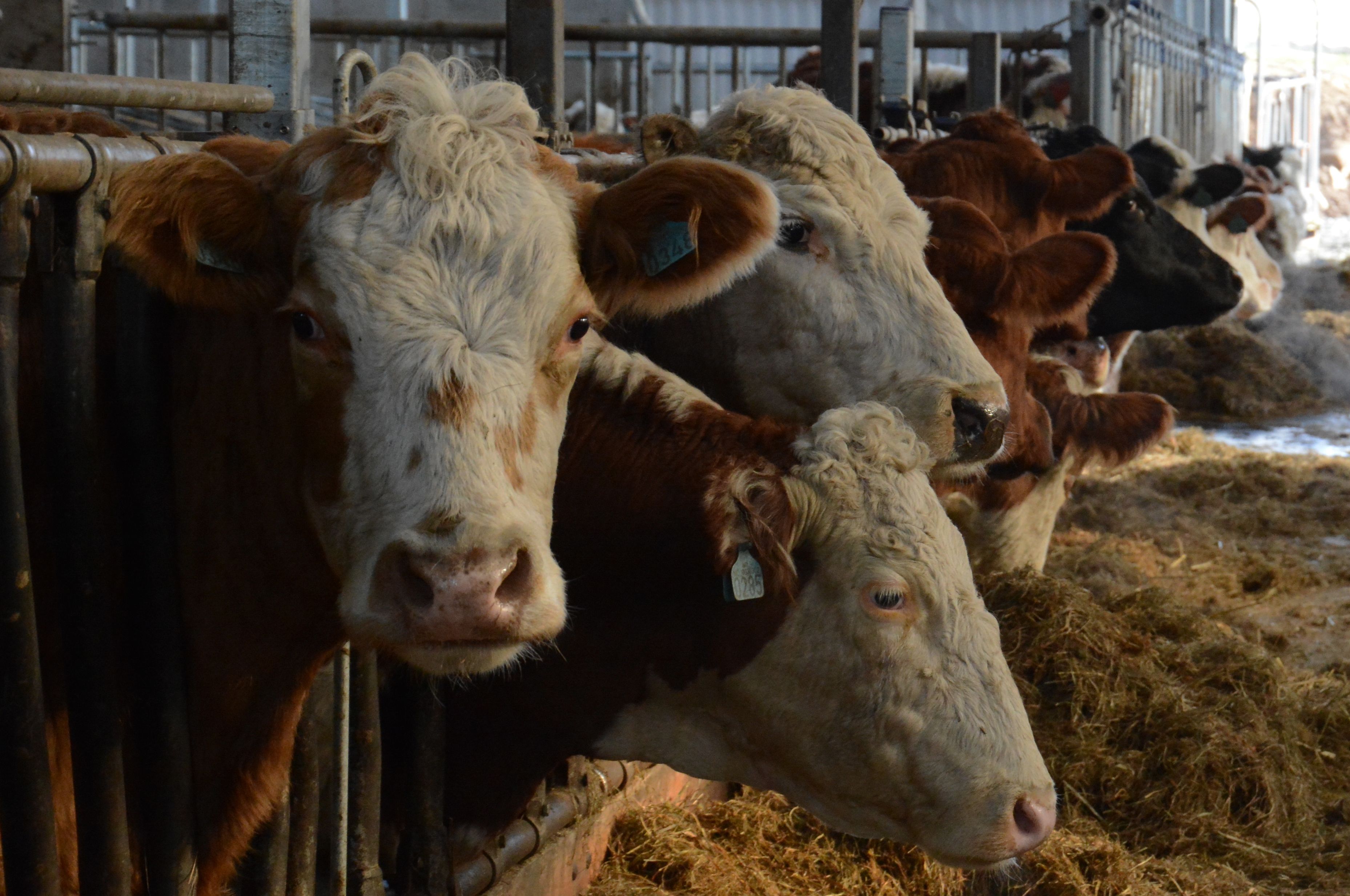 Tine deler ut 53 millioner i overskudd i Agder - se hva lokale melkebønder får