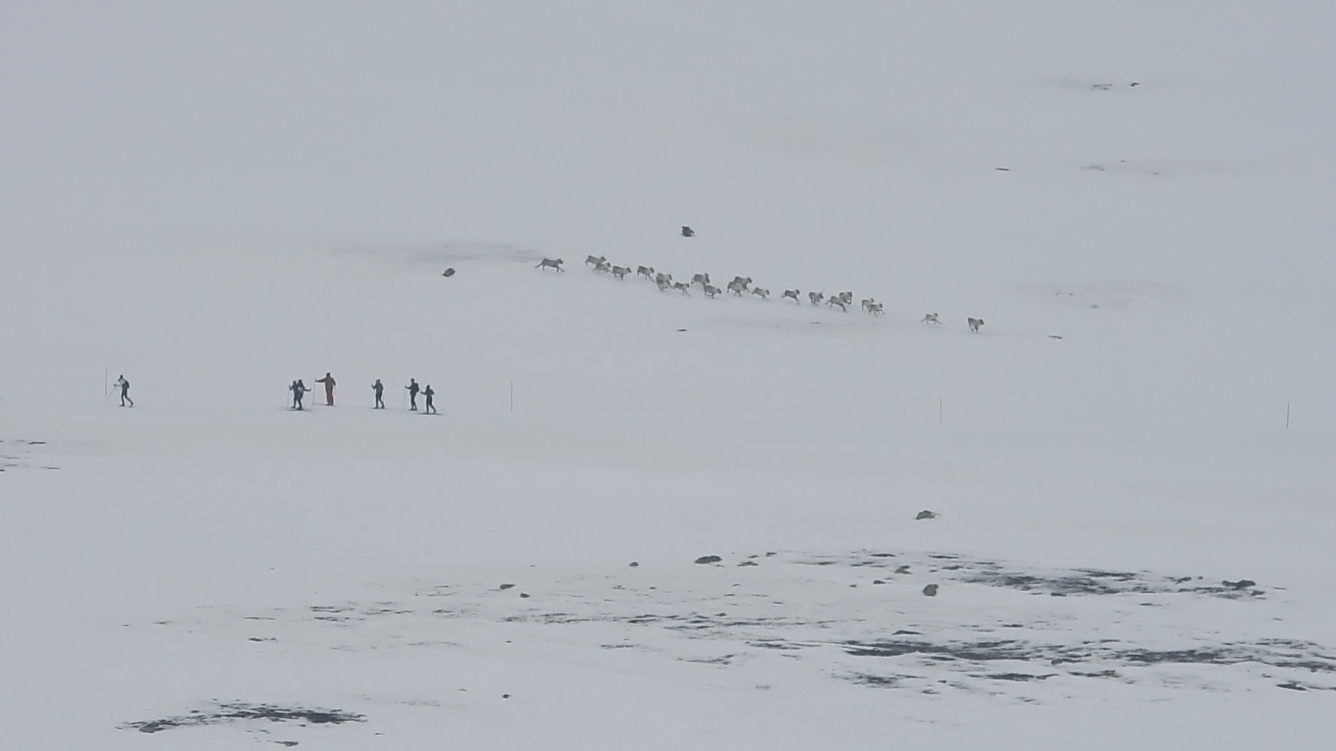 Villrein og Hovden Tour – vi må finne balansen