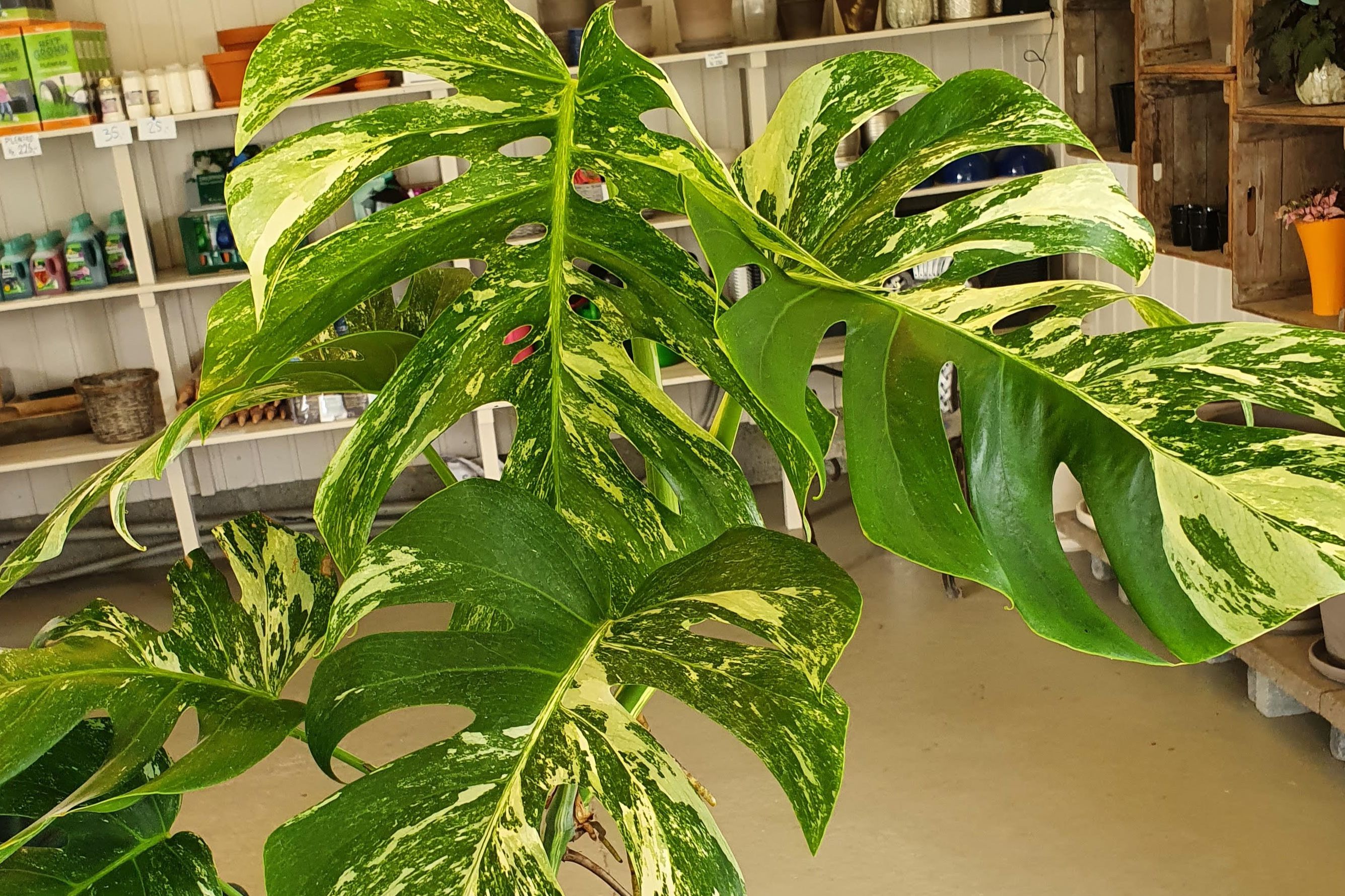 Har rast i pris: – Det var helt crazy