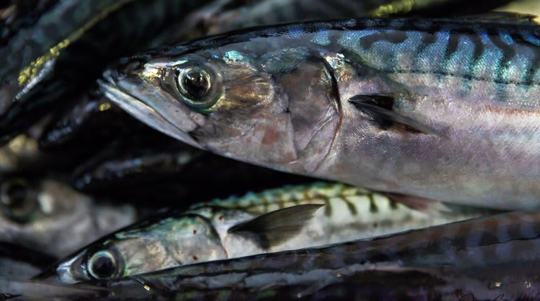 Slik blir den foreløpige prisen på makrell - kystogfjord.no
