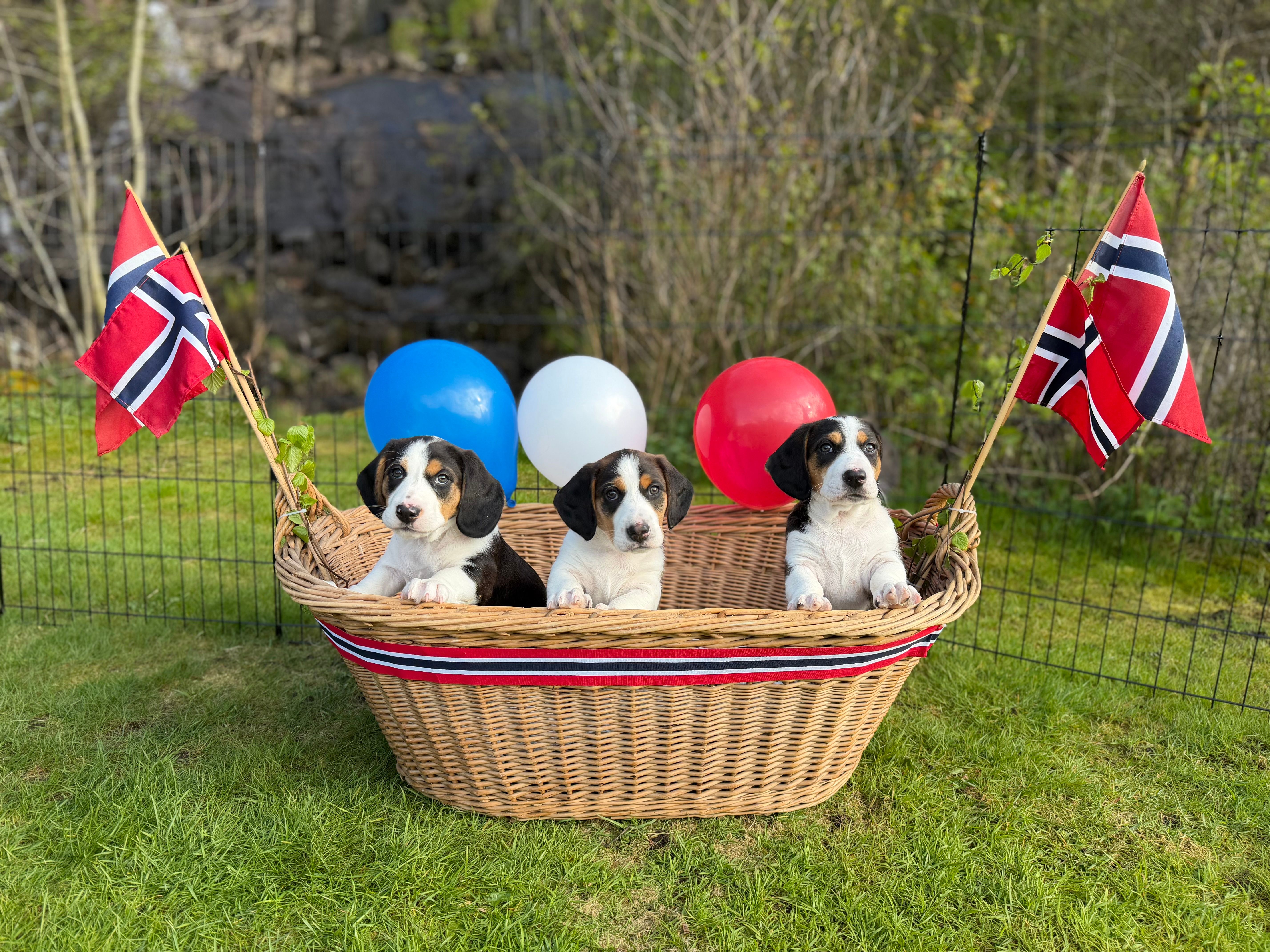 Se lesernes 17. mai-bilder