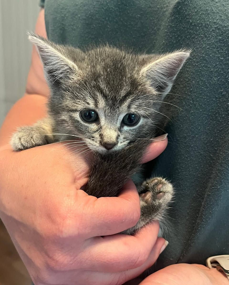 Har funnet 13 kattunger dumpet: – Jeg er så sinna