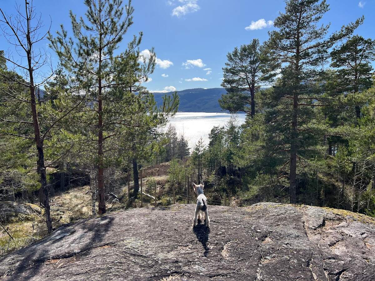 Legger ned hunde­park: – Kjempe­leit