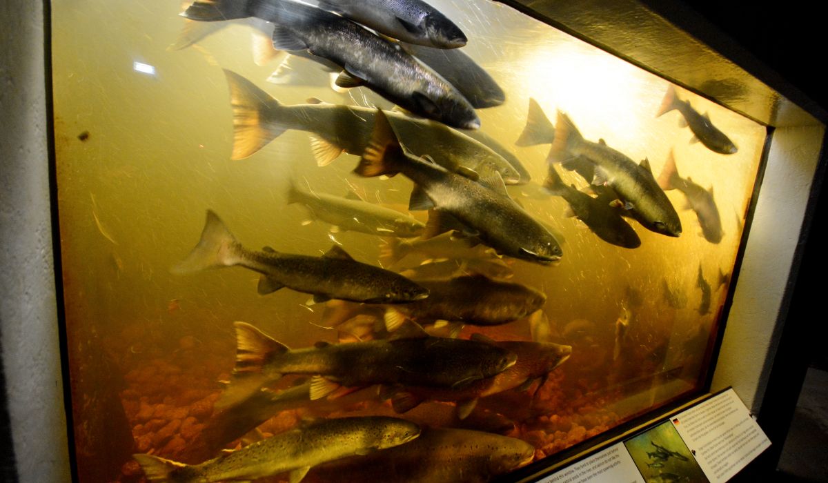 Rekord for fisketrapp