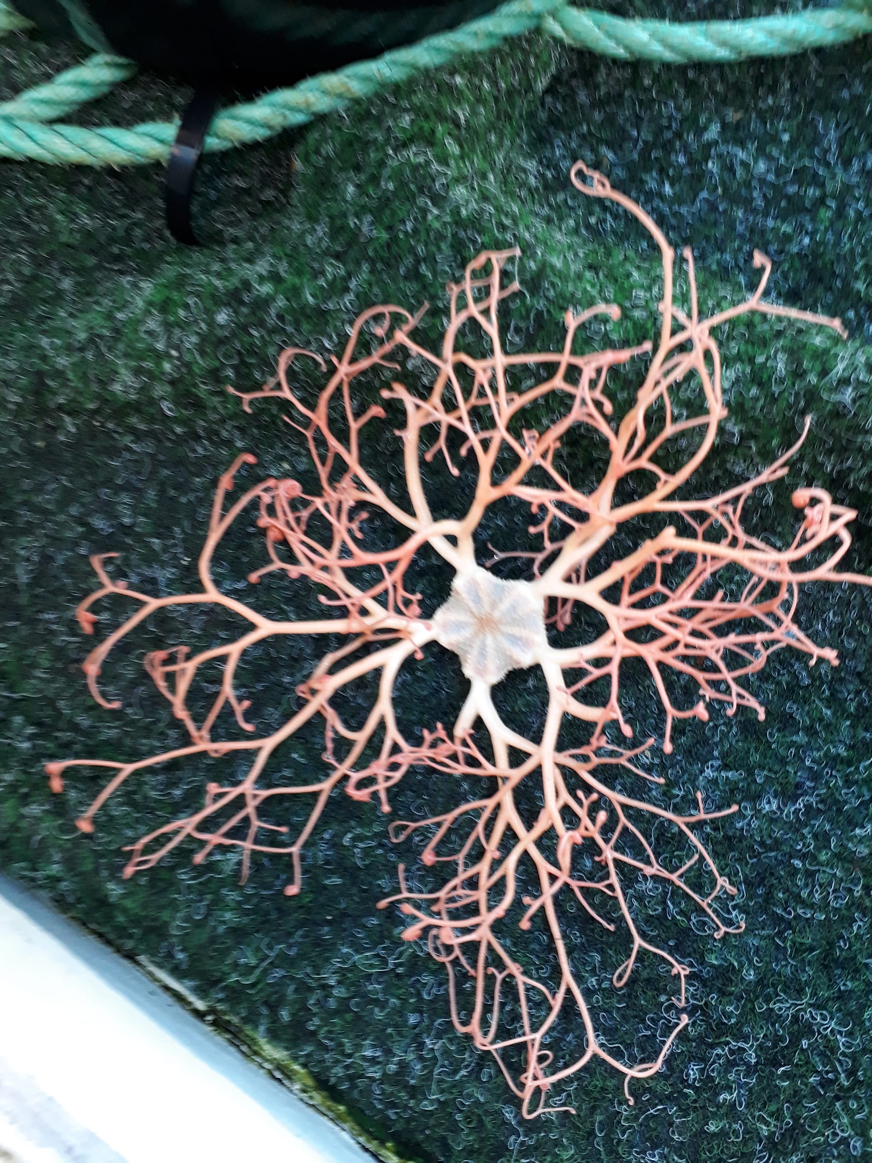 Dette er en slangestjerne lister24.no