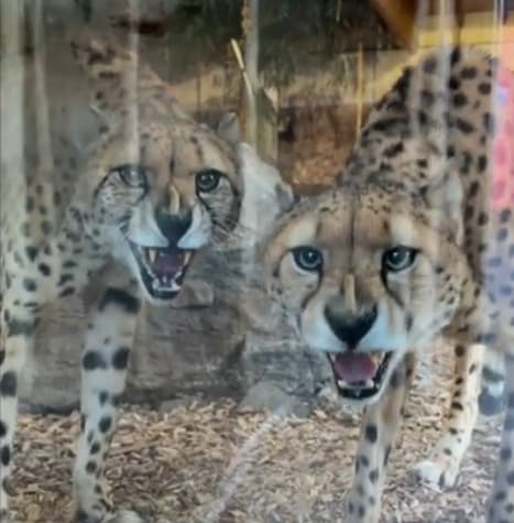 Har reist fra Tyskland. Nå er de på plass.