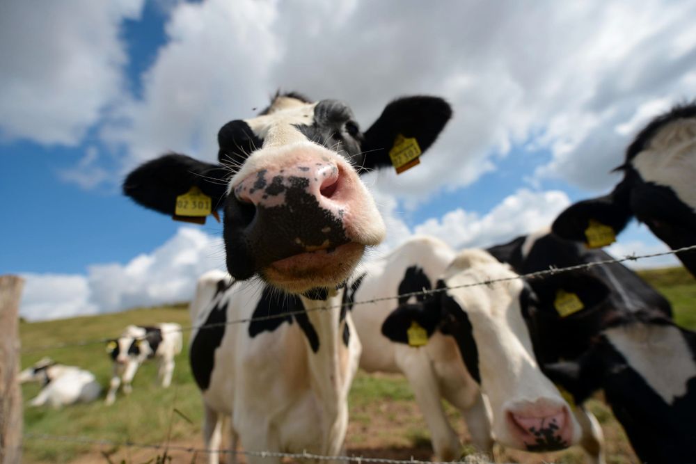 New farmers want – altaposten.no