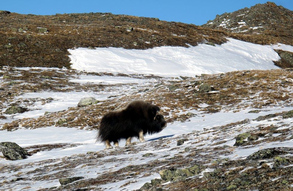 Moskus skutt på Drivstua - vigga.no