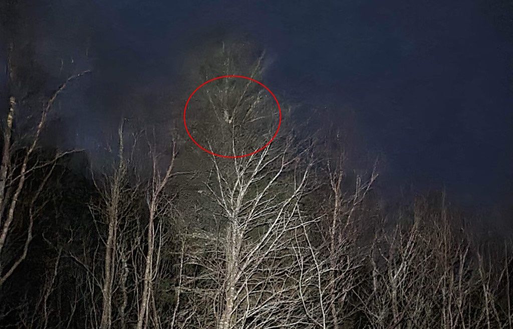 reddet en katt ned fra et tre. Det var bare én hake