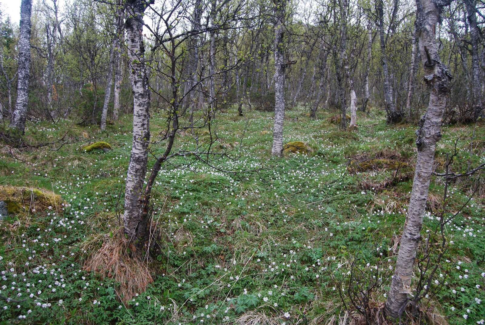 Trøymsåne i røyr? - hallingdolen.no