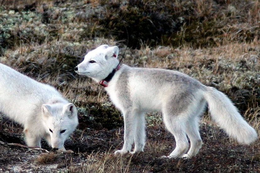 Man redder ikke fjellreven ved å utrydde rødreven i tillegg. Fjellreven ...