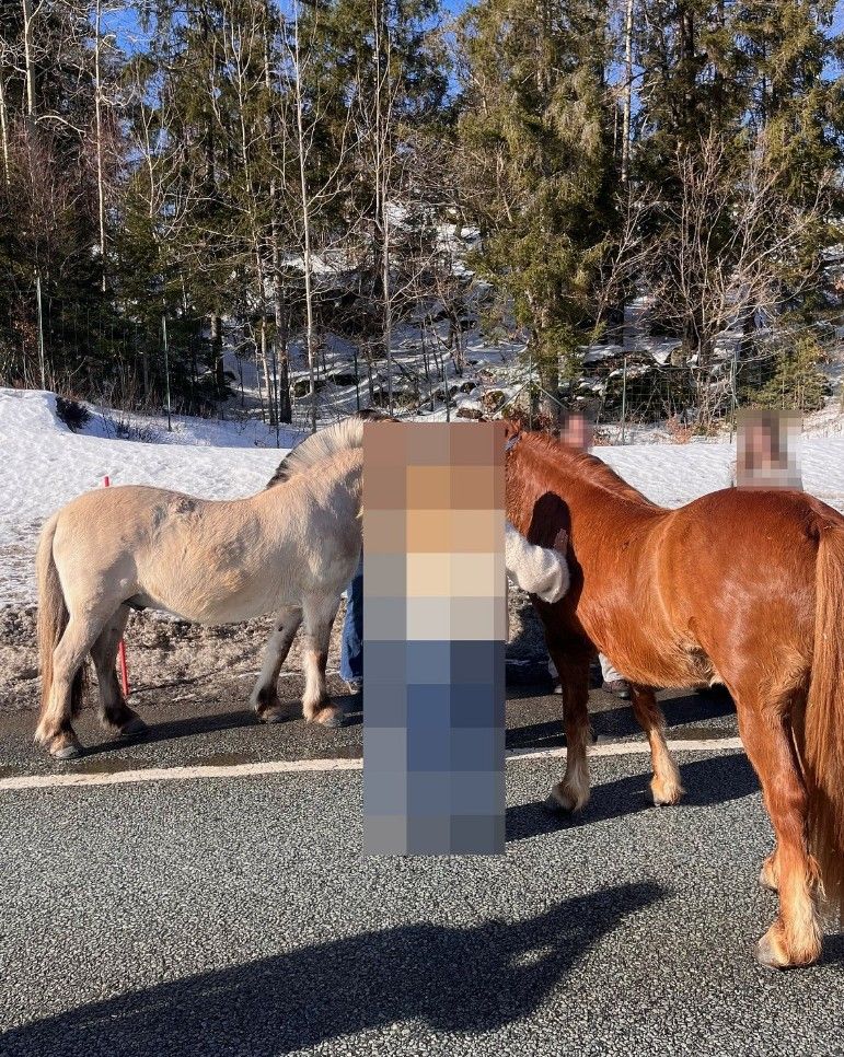 Hester rømte fra dyrehage og skapte kaos på E18