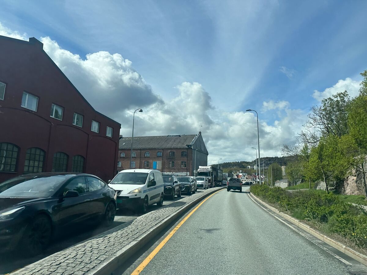 Sakte­gående køer i Kristian­sand