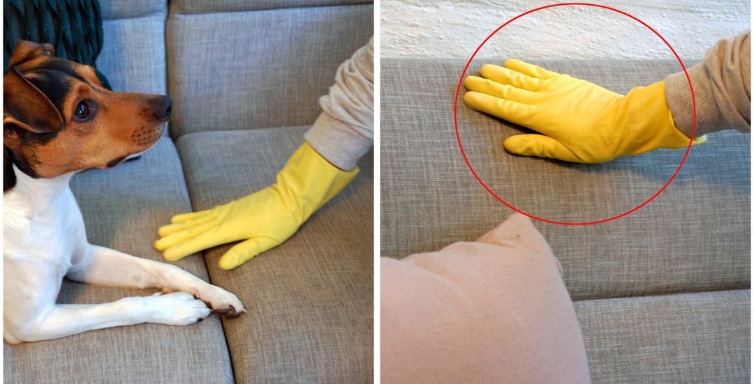 Landsdækkende Feasibility kursiv Sjekk trikset: Slik fjerner du enkelt hundehår fra sofaen - adressa.no