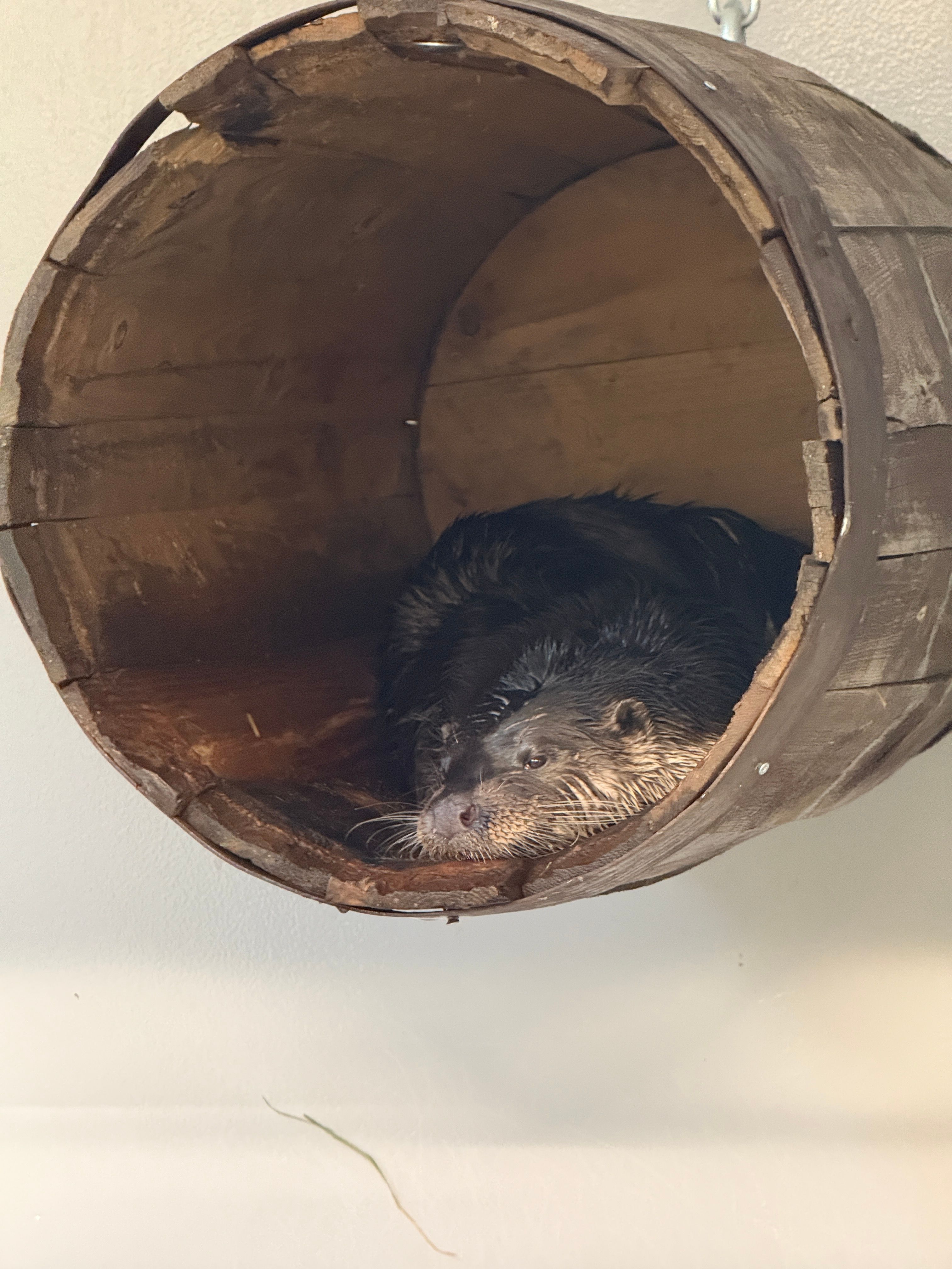 Rømling fra Dyreparken har kommet til rette