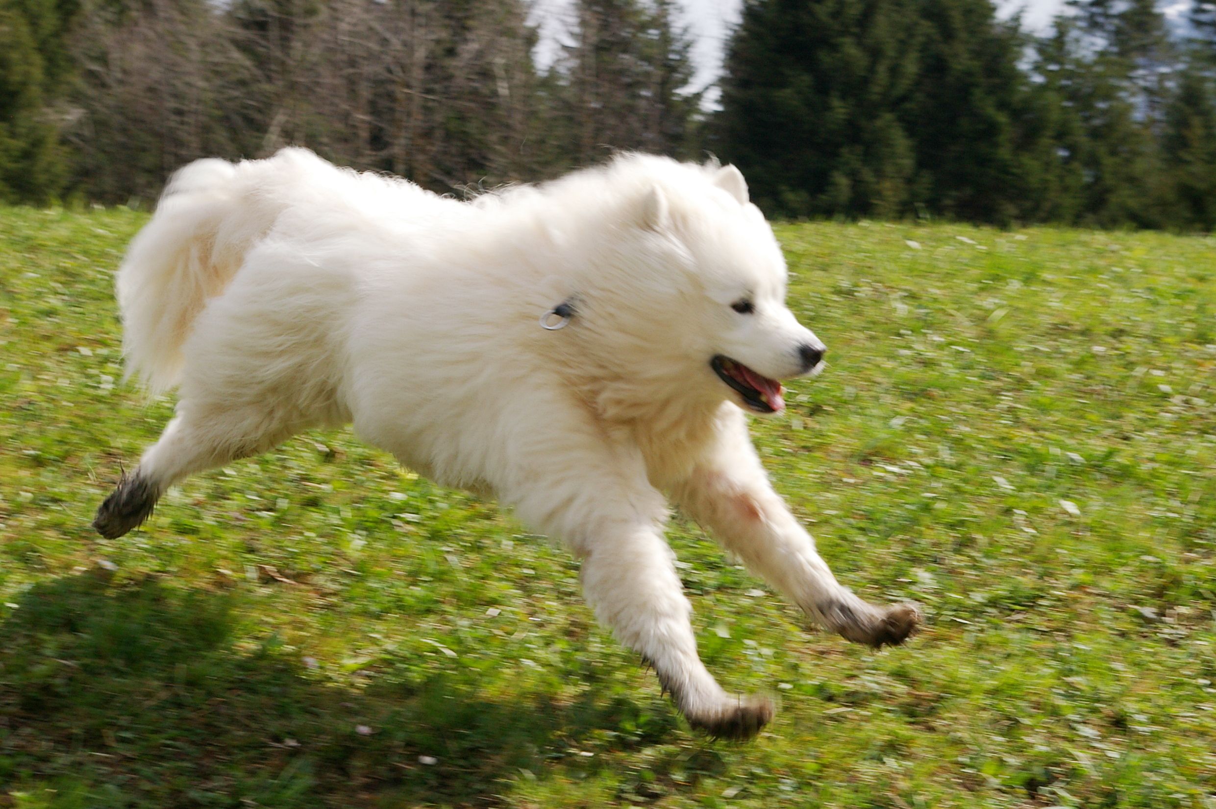 - Ikkje la hunden skremma turgåarar - strilen.no