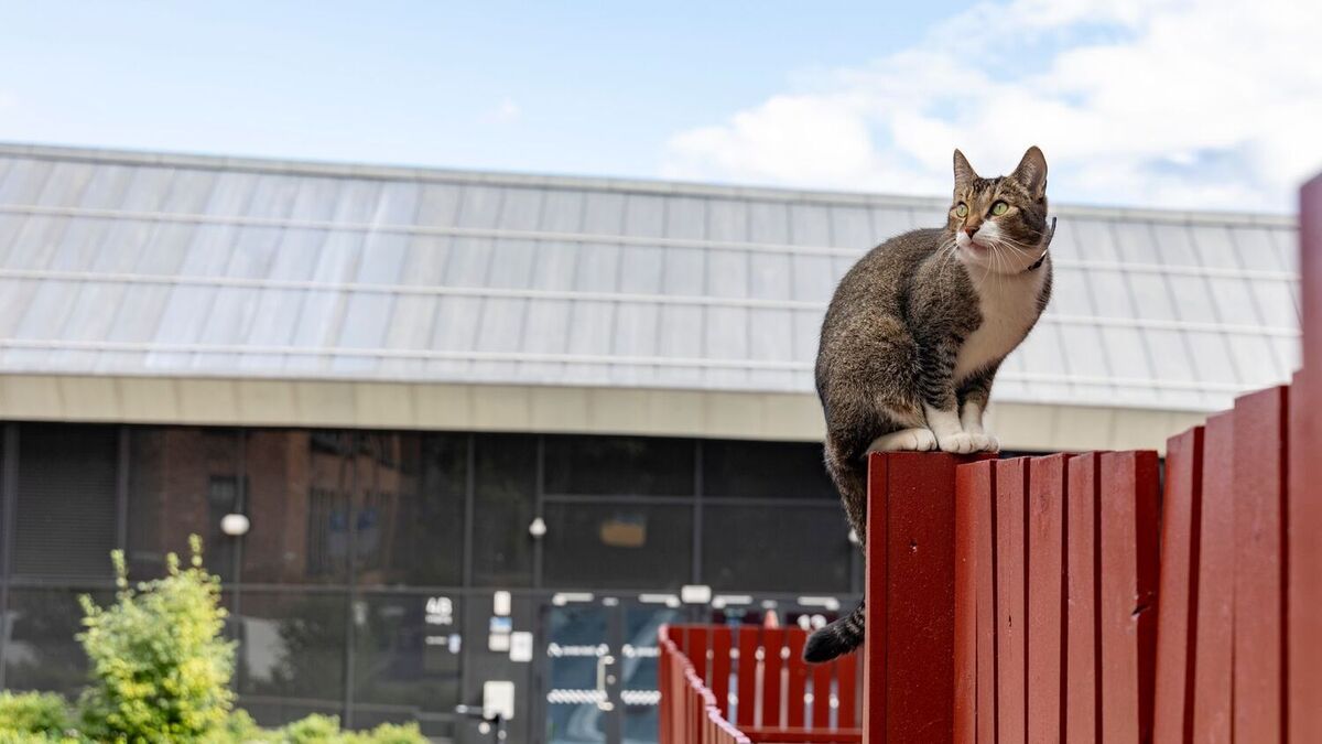 Flere ombestemmer seg etter å ha skaffet seg kjæledyr