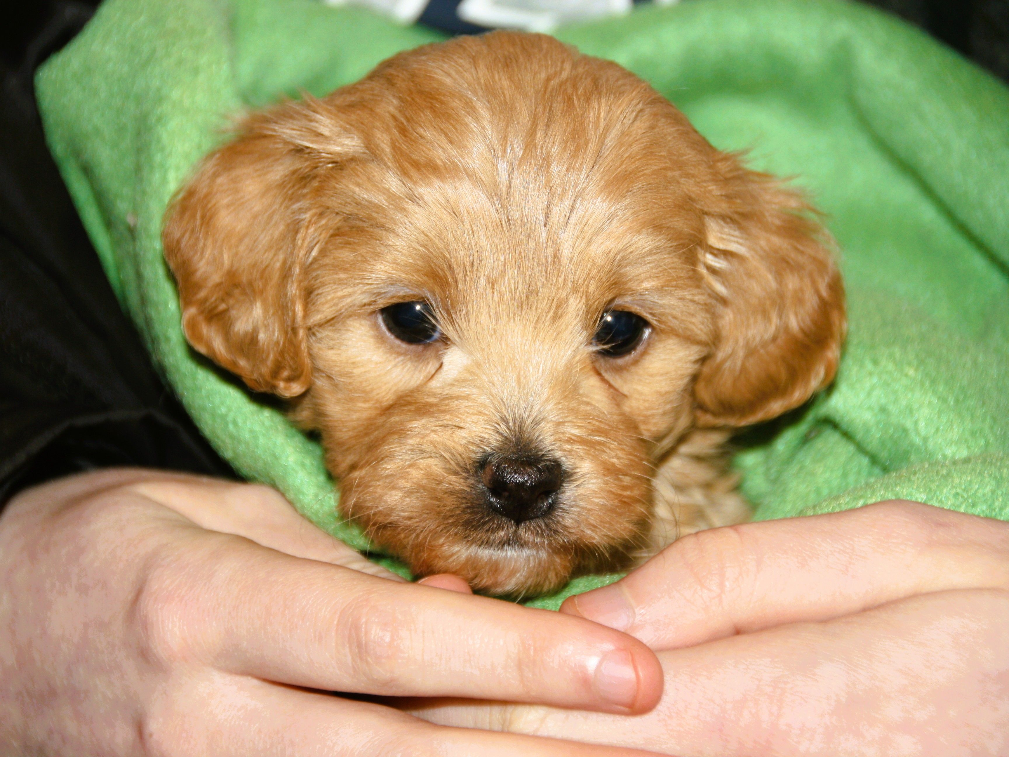 «Tenk over dette – dersom du skal anskaffe deg en ny valp»