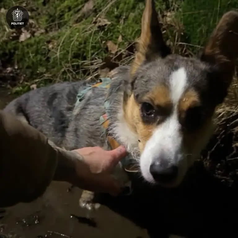 Vet du hvem sin hund dette er?
