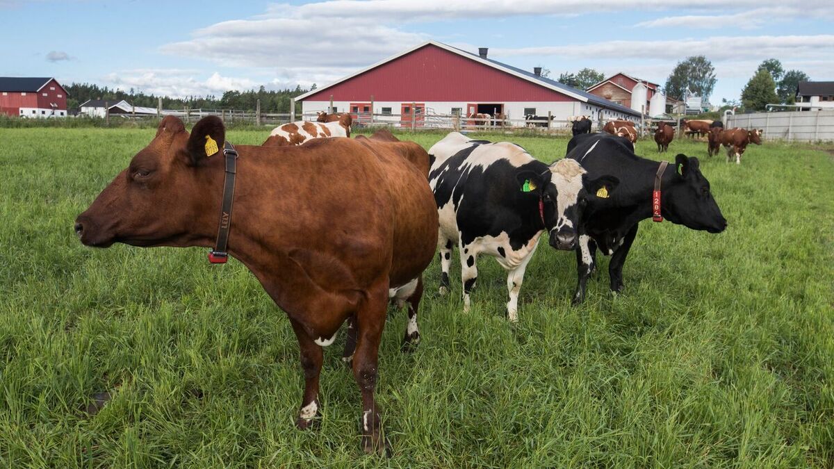 Nortura varsler høyere priser på kjøtt og egg