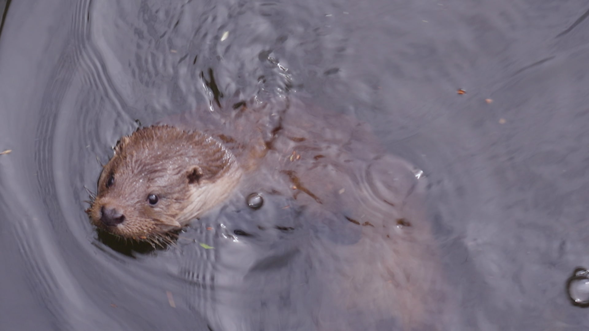 Har vært på rømmen i over en måned